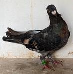 Kleurpostduif koppel, Dieren en Toebehoren