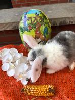 Mooie konijnen konijntjes Hangoortjes konijn, Dieren en Toebehoren, Konijnen, Meerdere dieren, Dwerg, Hangoor, 0 tot 2 jaar