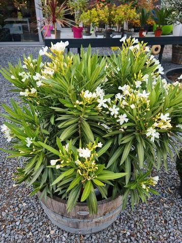 Ruime keuze aan Nerium Oleanders - verschillende kleuren en  beschikbaar voor biedingen