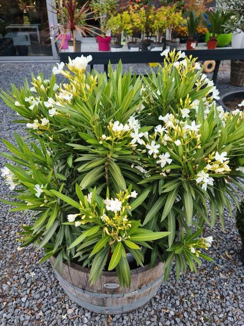Ruime keuze aan Nerium Oleanders - verschillende kleuren en, Tuin en Terras, Planten | Tuinplanten, Ophalen