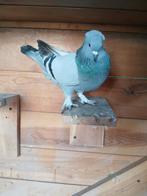 Takla duif, Dieren en Toebehoren