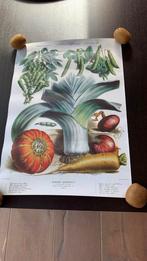 Prachtige retro plantenposter Album Vilmorin, Antiek en Kunst, Curiosa en Brocante, Ophalen of Verzenden