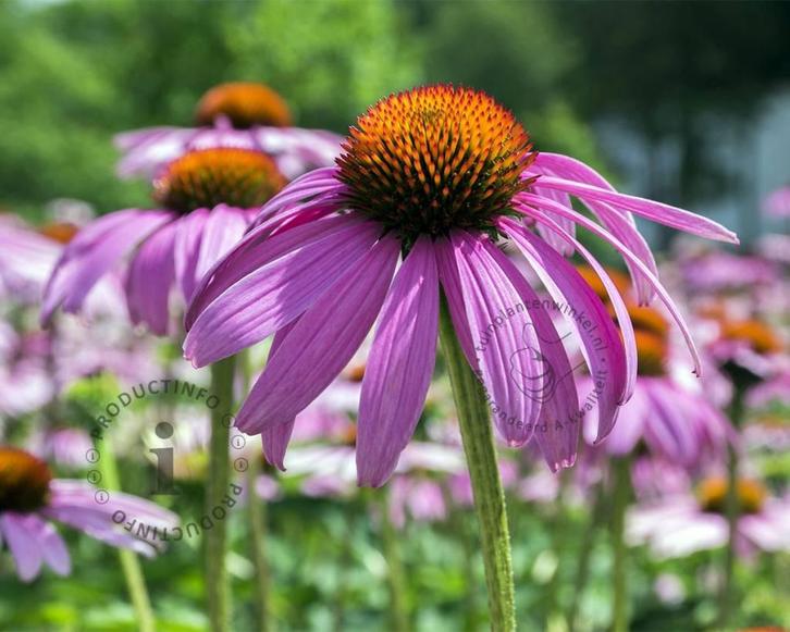 Echinacea purpurea of rode Zonnehoed, Tuin en Terras, Planten | Tuinplanten, Vaste plant, Zomer, Ophalen