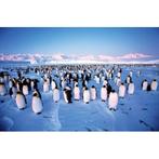 Puzzel pinguin kolonie - 1000 stuks, Verzenden, 500 t/m 1500 stukjes, Zo goed als nieuw, Legpuzzel