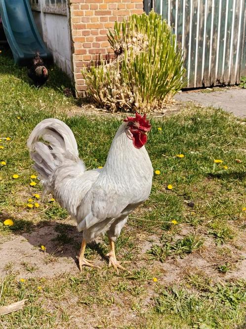 Broedeieren kleurlegger, Dieren en Toebehoren, Pluimvee