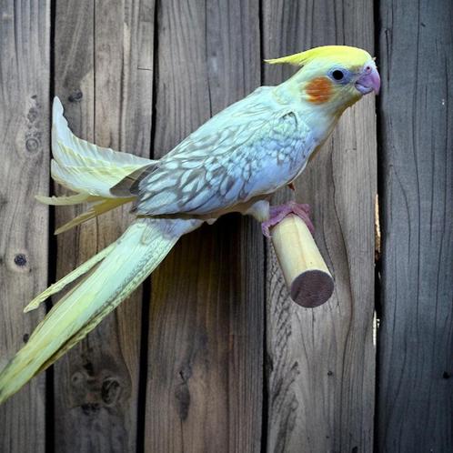 Jeune femelle calopsitte EAM, Dieren en Toebehoren, Vogels | Parkieten en Papegaaien, Parkiet, Vrouwelijk, Tam