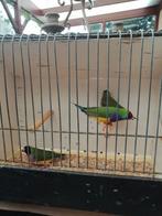 Gouldamadines poppen