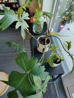 Philodendron Florida Ghost, Huis en Inrichting, Kamerplanten, Ophalen
