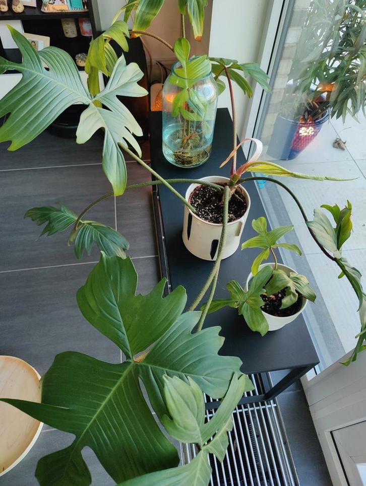 Philodendron Florida Ghost, Huis en Inrichting, Kamerplanten, Ophalen
