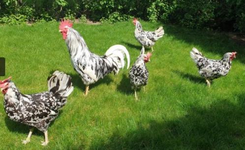 Leghorn Tricolor, Goudpatrijs, Silverhals en Dalmatiër, Dieren en Toebehoren, Pluimvee, Kip