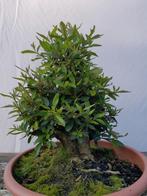 Bonsai; azalea japonica, En pot, Enlèvement