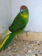 Jonge bonte kakariki, Dieren en Toebehoren