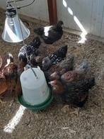 jonge wyandotte (groot), Dieren en Toebehoren, Pluimvee, Meerdere dieren, Kip