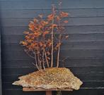 Pre bonsai Metasequoia  bos op leisteen, Ophalen of Verzenden