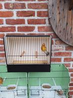10 x putter x kanarie (mannen) 40euro, Dieren en Toebehoren, Vogels | Overige Vogels, Mannelijk, Wildzangvogel, Geringd