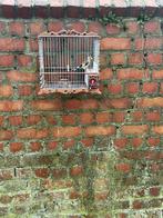 Distelvink, Dieren en Toebehoren, Vogels | Overige Vogels, Wildzangvogel, Geringd