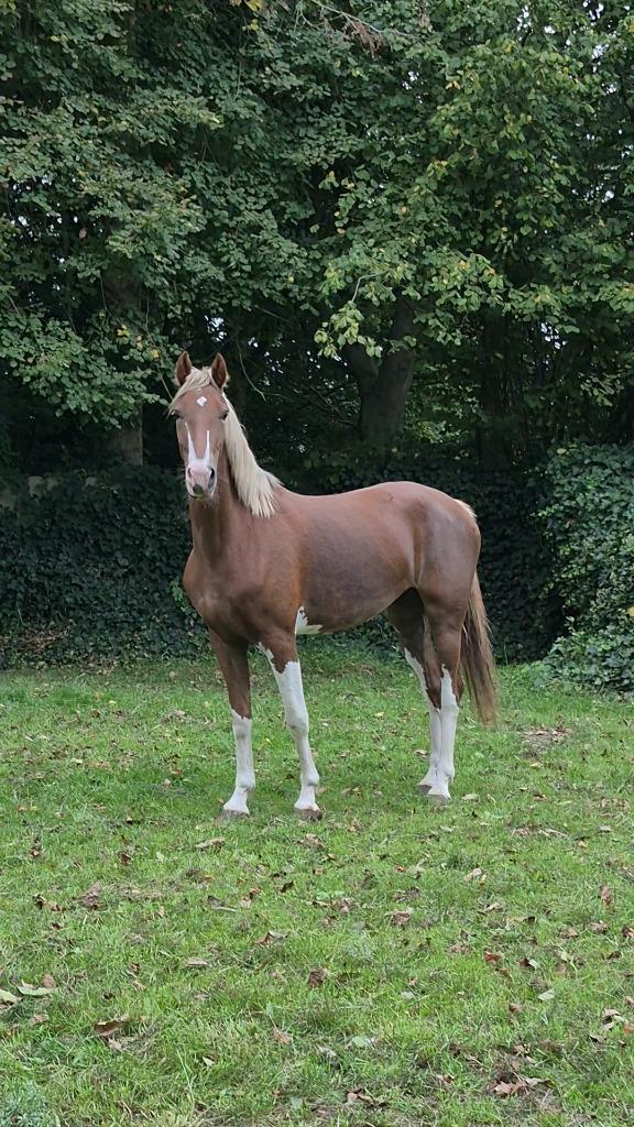 Bijrijder gezocht / halve stal aangeboden, Dieren en Toebehoren, Paarden, Merrie, Zadelmak