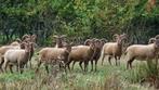 Ram + Ooien Castlemilk Moorit schaap, Dieren en Toebehoren, Meerdere dieren, Schaap