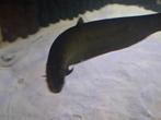 Papyrocranus na, Vis, Zoetwatervis