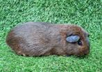 Cavia zeugje, Dieren en Toebehoren, Augustus, Cavia, Tam
