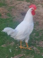 Leghorns 2025, Dieren en Toebehoren, Pluimvee