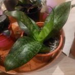 Sansevieria, Huis en Inrichting, Kamerplanten, Ophalen, Overige soorten