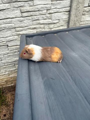 Mannelijke cavia beschikbaar voor biedingen