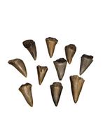 Belles dents de requin provenant de sabots de 3 à 4,5 cm., Enlèvement ou Envoi, Fossile