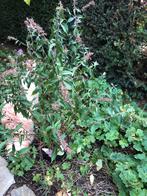 Vlinderstruik in pot jonge plant, Tuin en Terras, Planten | Tuinplanten, Ophalen of Verzenden