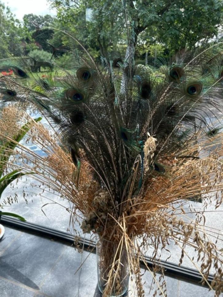 Mooie echte pauwenveren te koop, Huis en Inrichting, Woonaccessoires | Droogbloemen, Nieuw, Ophalen