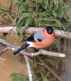 Goudvinken mannen, Dieren en Toebehoren, Vogels | Overige Vogels, Mannelijk, Wildzangvogel, Geringd
