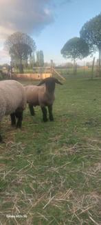 Suffolk ramlammeren met stamboom., Animaux & Accessoires, Moutons, Chèvres & Cochons, Mouton, Mâle, 0 à 2 ans