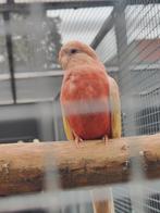 Koppel roze bourkes, Geringd