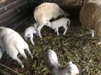 Gevraagd fleslammeren, Dieren en Toebehoren, Schapen, Geiten en Varkens, Schaap, 0 tot 2 jaar