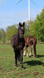Paarden te koop, Dieren en Toebehoren, Paarden, Meerdere dieren, Onbeleerd, 11 jaar of ouder