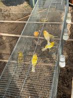 Canaries 2025 — En bonne santé et en pleine forme, Plusieurs animaux, Canari de couleur