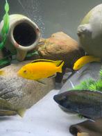 yellow, Dieren en Toebehoren, Vissen | Aquariumvissen