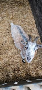 Dwerggeiten 2 miekes met lammetje, Dieren en Toebehoren, Schapen, Geiten en Varkens