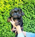 Schattige hypoallergene pups, België, Fokker | Hobbymatig, Overige rassen, CDV (hondenziekte)