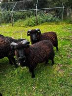 Ouessant 2x ram te koop, Dieren en Toebehoren, Schapen, Geiten en Varkens