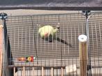 Halsbandparkiet 2025, Dieren en Toebehoren, Vogels | Parkieten en Papegaaien, Tam