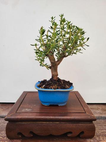 Bonsai beschikbaar voor biedingen