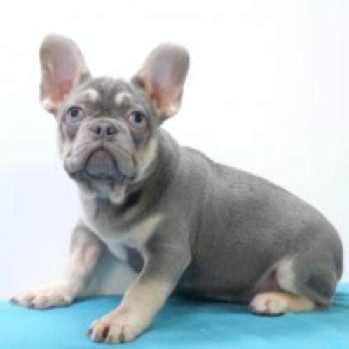Franse Bulldog pups te koop, Dieren en Toebehoren, Honden | Chihuahua's en Gezelschapshonden, Meerdere dieren, Overige rassen