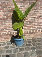 Olifantsoor, Tuin en Terras, Ophalen, Zomer