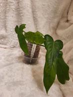 Philodendron Green Dragon stekken, Huis en Inrichting, Kamerplanten, Ophalen, Overige soorten, Halfschaduw, Minder dan 100 cm