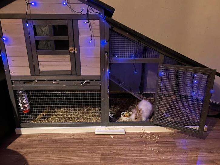 Dwerg leeuwenkop konijn+ konijnenhok te koop, Dieren en Toebehoren, Konijnen, Dwerg, Mannelijk, 0 tot 2 jaar