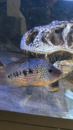 Red terror x cuban cichlide hybride, Zoetwatervis