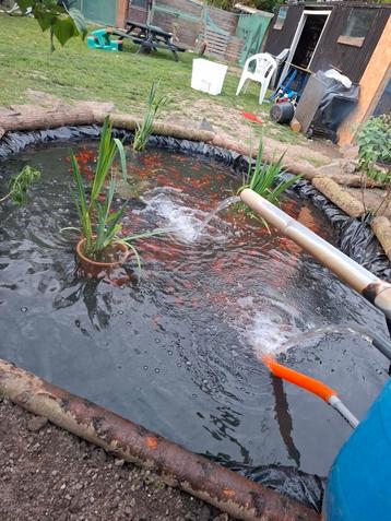 poisson rouge, Tuin en Terras, Vijvers, Ophalen of Verzenden, Zo goed als nieuw