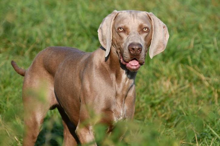 Weimaraner Dekreu, Dieren en Toebehoren, Honden | Dekreuen, Reu, Fokker | Professioneel, Eén hond, België, 3 tot 5 jaar, CDV (hondenziekte)