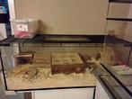 Hamsterkooi met hamster, Kooi, Minder dan 60 cm, Ophalen of Verzenden, 75 tot 110 cm